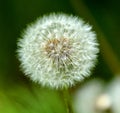 Dandelion. Extra close-up of seeded dandelion head Royalty Free Stock Photo