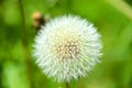 Dandelion. Extra close-up of seeded dandelion head