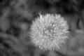 Dandelion. Extra close-up of seeded dandelion head