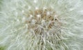 Dandelion. Extra close-up of seeded dandelion head Royalty Free Stock Photo