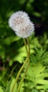 Dandelion. Extra close-up of seeded dandelion head Royalty Free Stock Photo