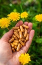 Dandelion extract and homeopathic supplements. Selective focus. Royalty Free Stock Photo