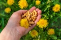 Dandelion extract and homeopathic supplements. Selective focus. Royalty Free Stock Photo