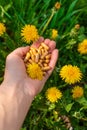 Dandelion extract and homeopathic supplements. Selective focus. Royalty Free Stock Photo