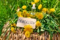 Dandelion extract and homeopathic supplements. Selective focus. Royalty Free Stock Photo