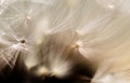 Dandelion extreme macro detailed background