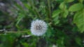 Dandelion faded with seeds fluffy very