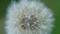 Dandelion faded with seeds fluffy very close up