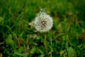 Dandelion with falling seeds Royalty Free Stock Photo