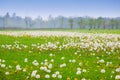 Dandelion field