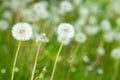 Dandelion field