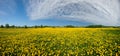 Dandelion field Royalty Free Stock Photo