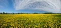 Dandelion field