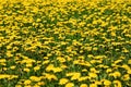 Dandelion field Royalty Free Stock Photo