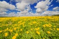 Dandelion field blossoming with beautiful sky and