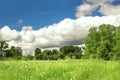 Dandelion field,blue sky and clouds Royalty Free Stock Photo