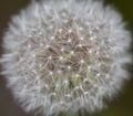 Dandelion in field