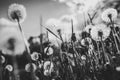 Dandelion field. CloseUp, macro of fluffy dandelion. Part of a meadow, dandelions in the background. Beautiful white dandelion Royalty Free Stock Photo