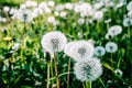 Dandelion field. CloseUp, macro of fluffy dandelion. Part of a meadow, dandelions in the background. Beautiful white dandelion Royalty Free Stock Photo