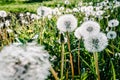 Dandelion field. CloseUp, macro of fluffy dandelion. Part of a meadow, dandelions in the background. Beautiful white dandelion Royalty Free Stock Photo