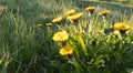 dandelion field, common andelion, edible young leaves therapeutic root