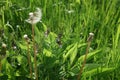 Dandelion field coseup photo