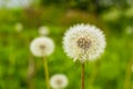 Dandelion field fluffy dandelion Part of a meadow, in the background. Beautiful white dandelion flowers in green grass