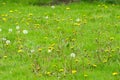Dandelion field. fluffy dandelion. Part of a meadow in the background.