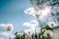 Dandelion field. fluffy dandelion. Part of a meadow, in the background. Beautiful white dandelion flowers in green grass, in soft Royalty Free Stock Photo