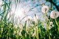 Dandelion field. fluffy dandelion. Part of a meadow, in the background. Beautiful white dandelion flowers in green grass, in soft Royalty Free Stock Photo