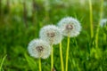 Dandelion field fluffy dandelion Part of a meadow, in the background. Beautiful white dandelion flowers in green grass