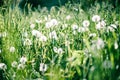 Dandelion field. fluffy dandelion. Part of a meadow, dandelions in the background. Beautiful white dandelion flowers in green Royalty Free Stock Photo