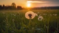 Dandelion Field With Flying Seeds At Sunset, generative ai Royalty Free Stock Photo