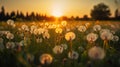 Dandelion Field With Flying Seeds At Sunset, generative ai Royalty Free Stock Photo