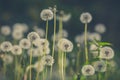 Dandelion field in green vintage color effect - retro style Royalty Free Stock Photo