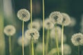 Dandelion field in green vintage color effect - retro style Royalty Free Stock Photo