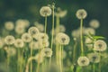 Dandelion field in green vintage color effect - retro style Royalty Free Stock Photo