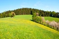 Dandelion Field in High Spring Royalty Free Stock Photo