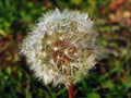 Dandelion on the field in Maramures Royalty Free Stock Photo