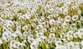 Dandelion field. Flowers background. Spring Royalty Free Stock Photo