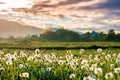 dandelion field in rural landscape at sunrise Royalty Free Stock Photo