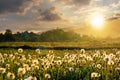 Dandelion field in rural landscape at sunset Royalty Free Stock Photo