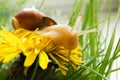 Dandelion Field With A Snail. Yellow Flower On Green Grass.