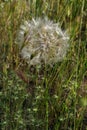 dandelion in a field in spring in Italy