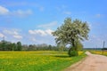 Dandelion field and spring road