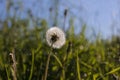 After dandelion field in summer rain Royalty Free Stock Photo