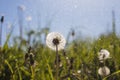 After dandelion field in summer rain Royalty Free Stock Photo