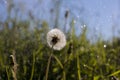 After dandelion field in summer rain Royalty Free Stock Photo