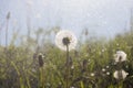 After dandelion field in summer rain Royalty Free Stock Photo