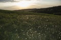 Dandelion field of summer sunset Royalty Free Stock Photo